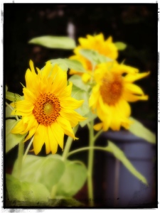 Sunflower / Photo by Amy Watson Smith
